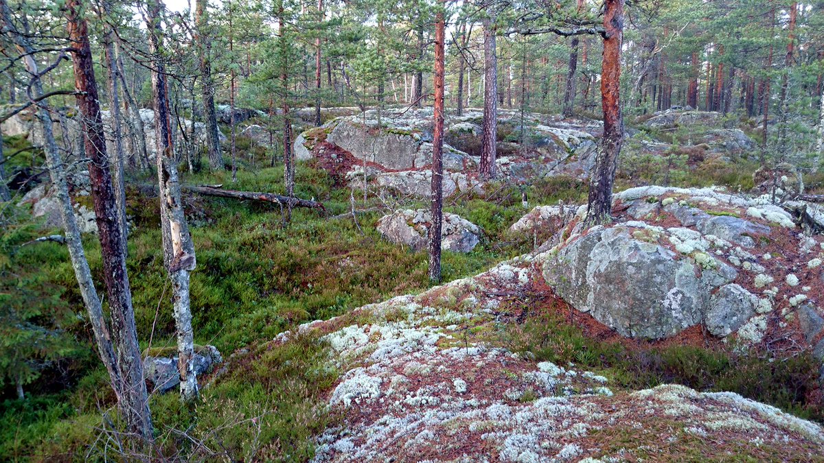 SMpitka2016's tweet photo. @SMpitka2016 #päiväpaistoi #pienipiirteistä #nautinto #notko #nenä https://t.co/xwz5GzwxrB