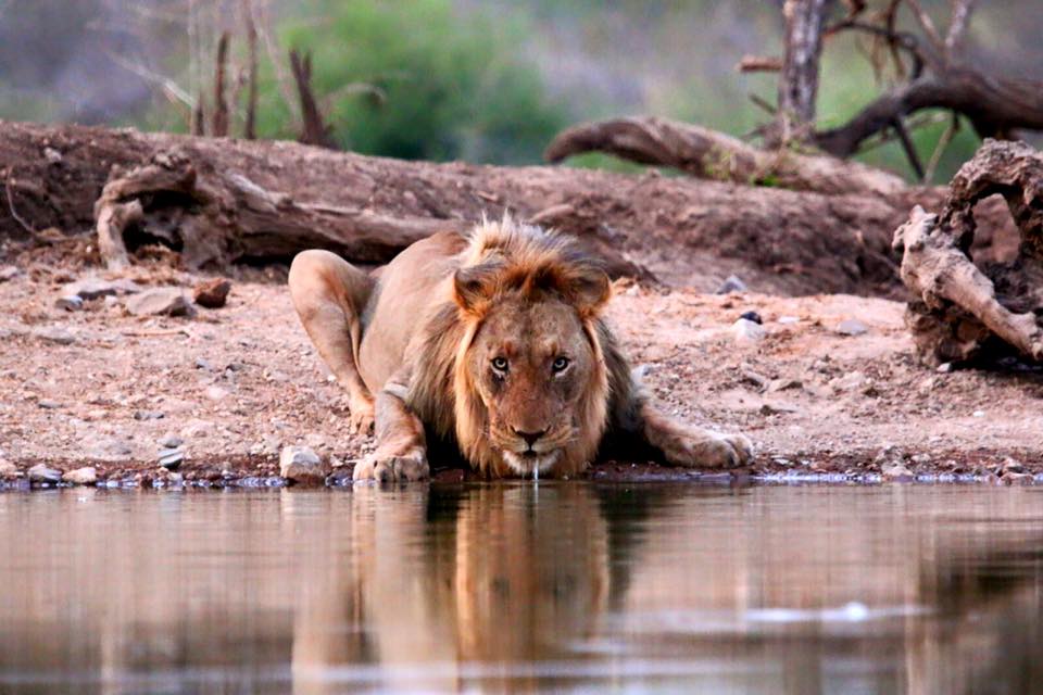 SafariAndCity's tweet photo. "Everyone was just great and the service was outstanding." - Guest review of @jacislodges https://t.co/AQS7GtjVHa https://t.co/u705pVMJsn