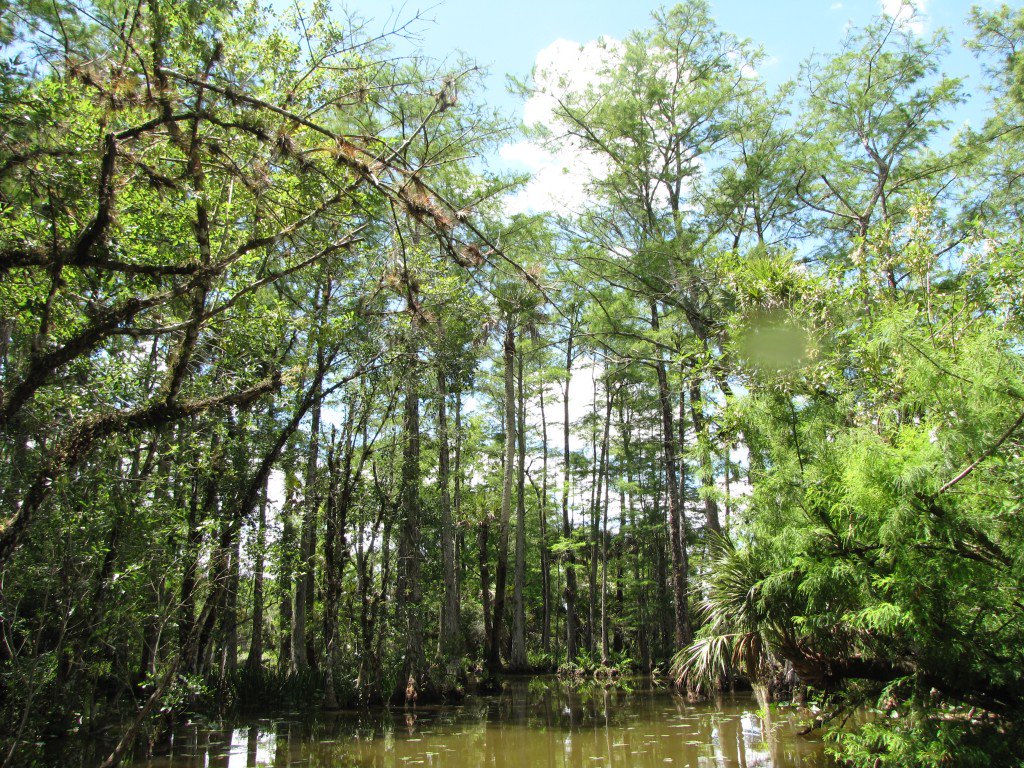 Though it may surprise you, you can find yourself in a temperate deciduous forest here at Everglades National Park!