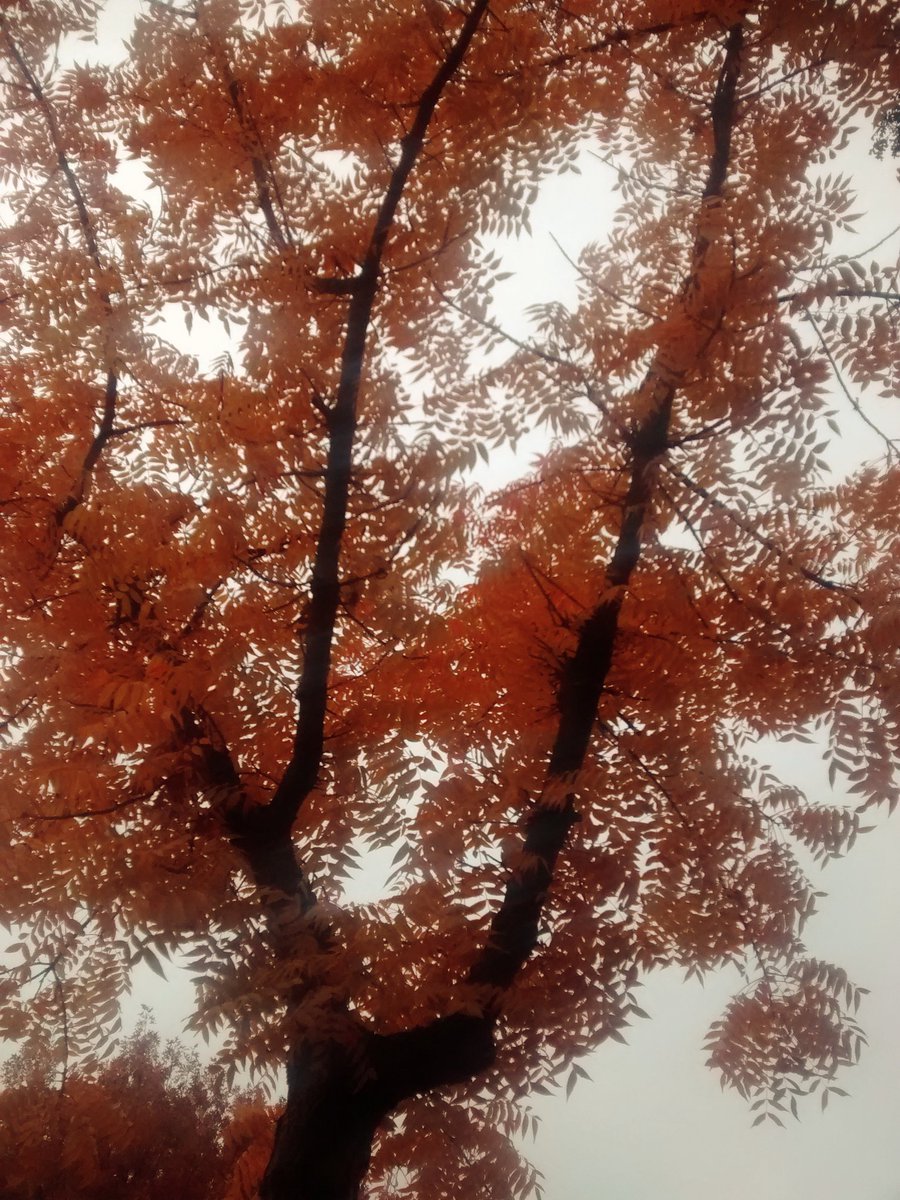 dumunicorns's tweet image. How pretty