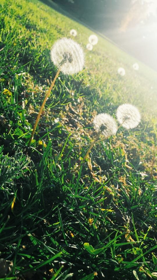 dumunicorns's tweet image. How pretty