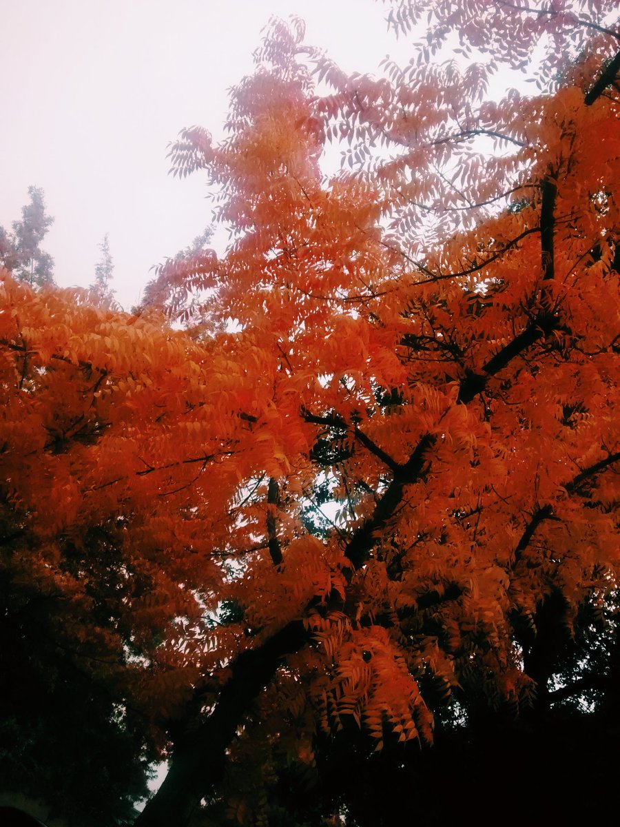 dumunicorns's tweet image. How pretty