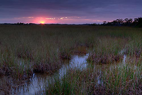 The Everglades tweet media