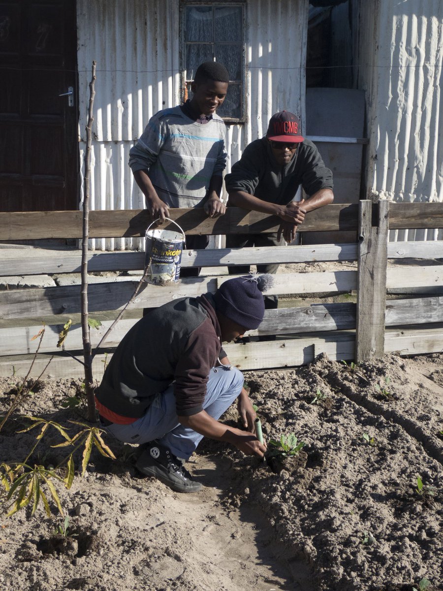 ManelisiFarm's tweet photo. Thank you Masikulisane Masicedane vegetable Project for giving me land at Fezeka to work on. #community #garden https://t.co/0xZhnoDbBr