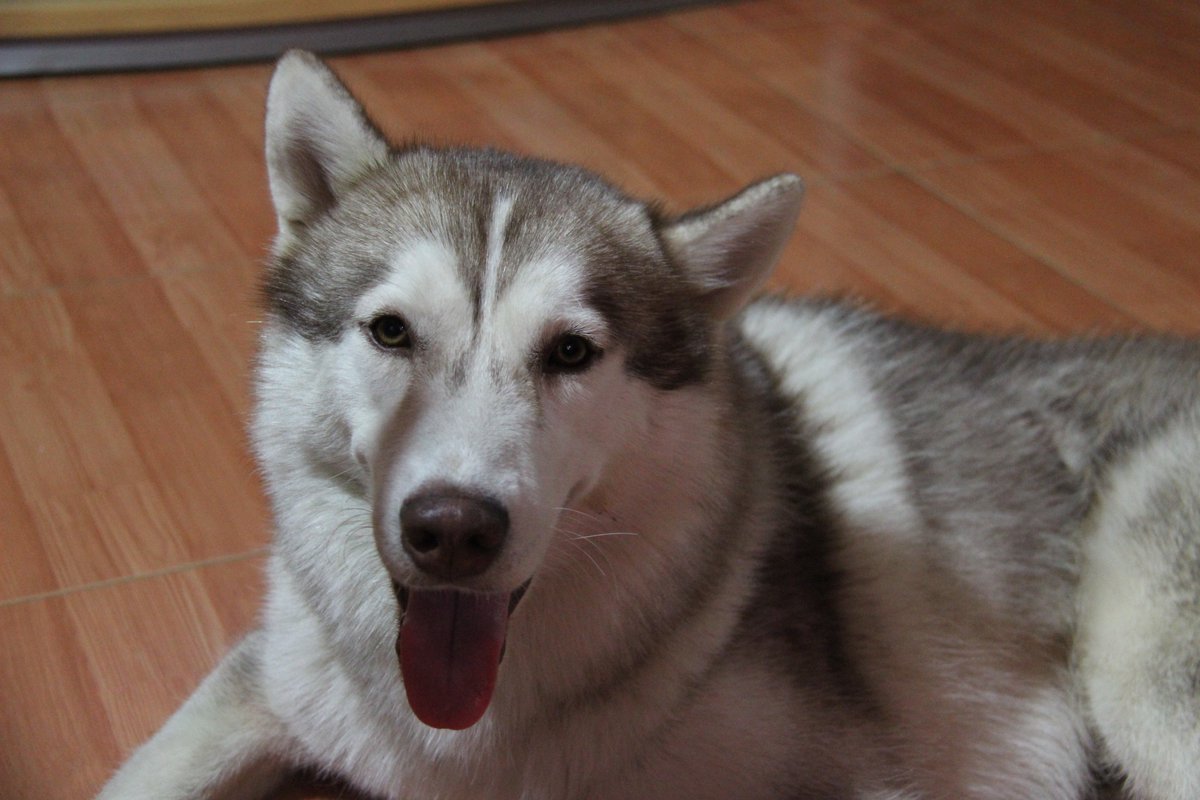 kamasean07's tweet photo. HEY EVERYONE 
meet this puffball of happiness, his name's Chico xx https://t.co/sjUqtIpAnW