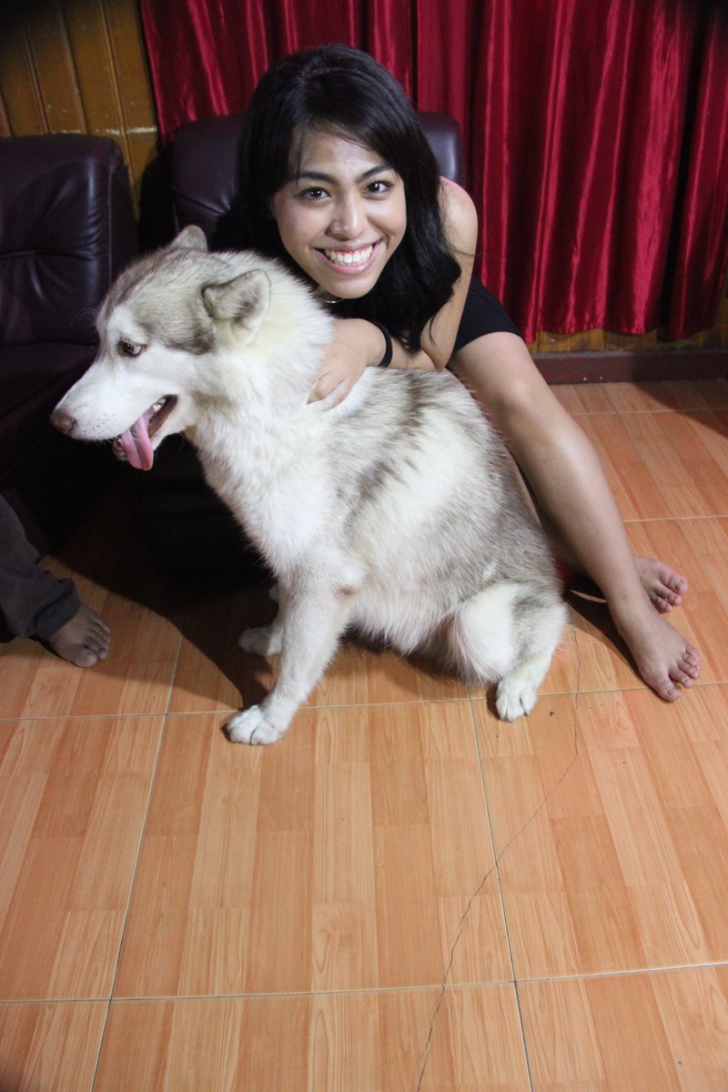 kamasean07's tweet photo. HEY EVERYONE 
meet this puffball of happiness, his name's Chico xx https://t.co/sjUqtIpAnW