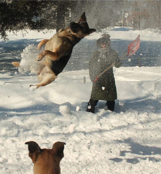 humour_group's tweet photo. This week's pic. Got a good caption? #captioncontest #caption #funny #fly #dog #snow #hilarious #competition https://t.co/5kfkMmPGox