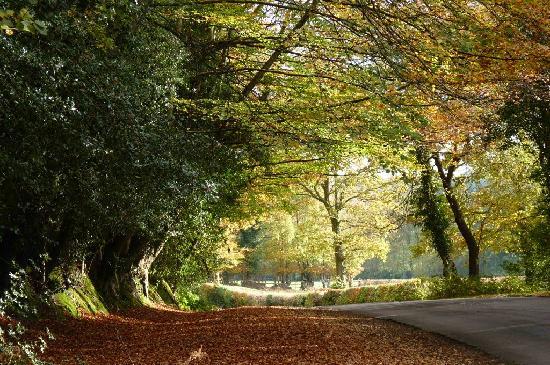 We're located in the heart of the #NewForest. Holistic, relaxation, detoxification &amp; beauty treatments available