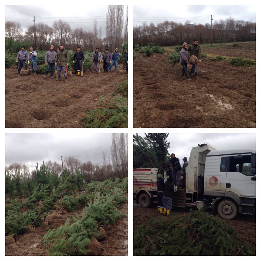 Orman Bakanlığından ücretsiz tahsisi alınan 4700 ibreli ağacın Söküm ve nakil çalışmaları başlamıştır.