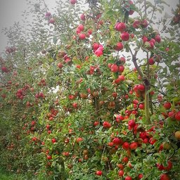 If any local schools are interested in adopting + harvesting an apple tree for a season, do get in touch with us!