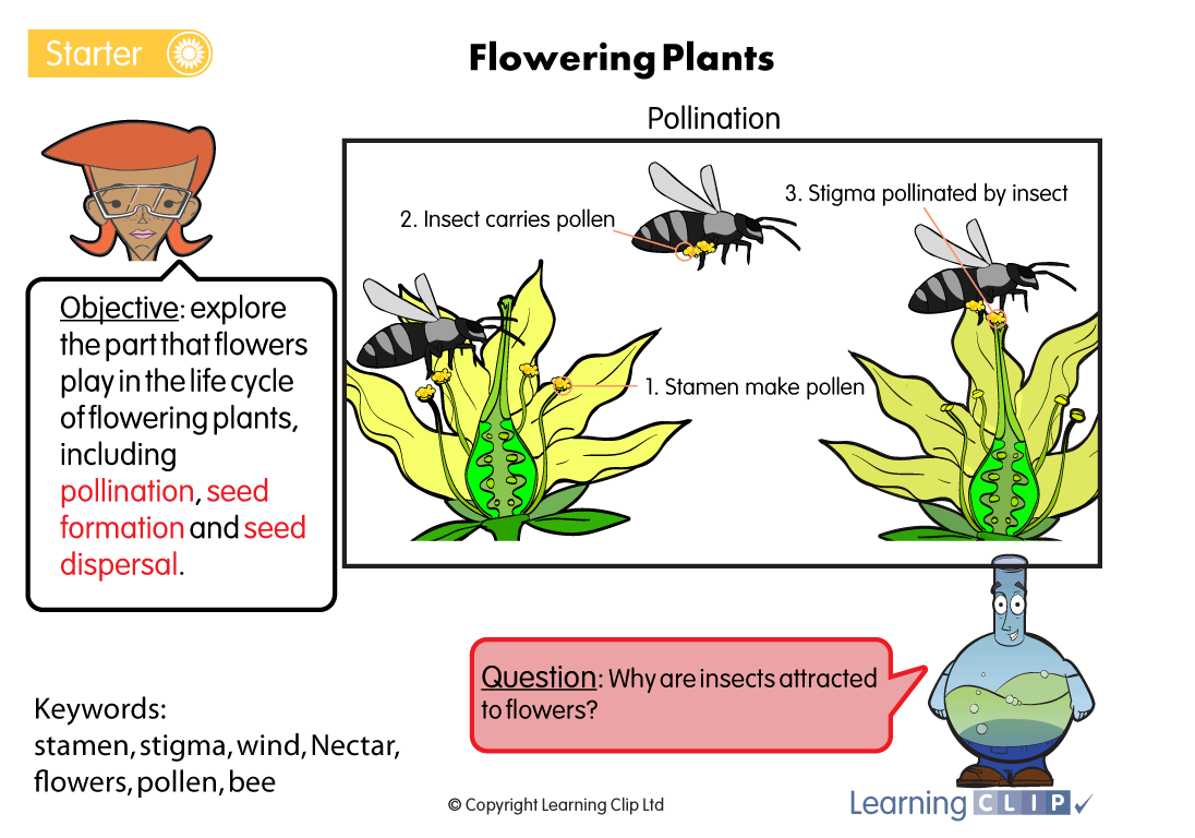 learningclip's tweet photo. Get your class up to scratch with our #pollination worksheets https://t.co/bp0Z6KshZs #primaryscience https://t.co/pBXrr25jeO