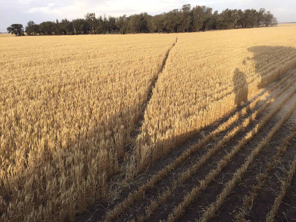 RuwoldtRobert's tweet photo. Even the Kangaroos are smart enough to use CTF @cropmad @DerekAxten @BeyondAgronomy @jnanner74 @VicNotill https://t.co/dPaxjoBbzo