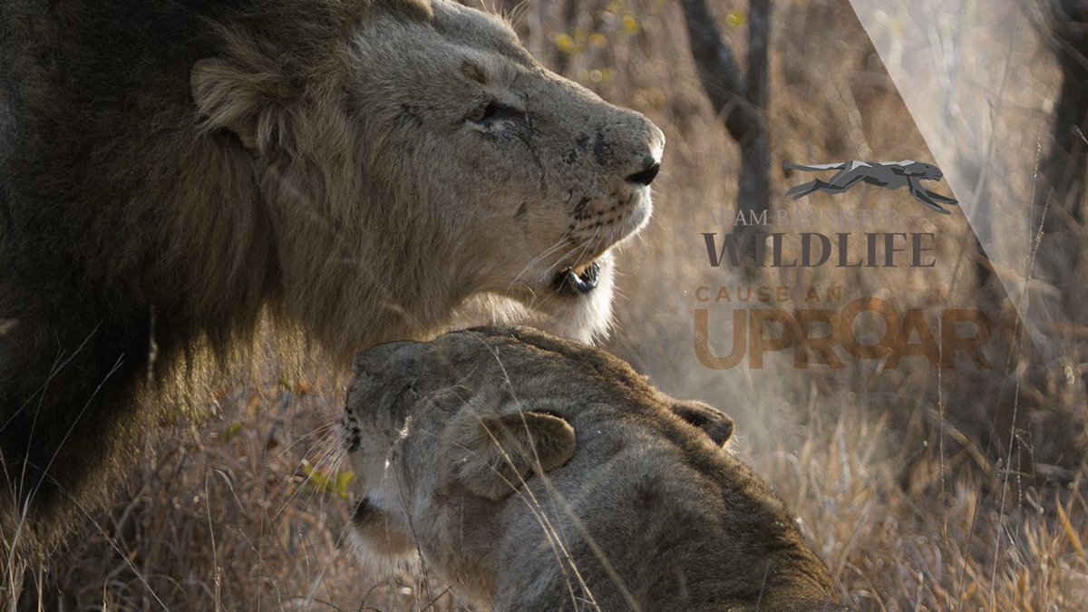 Watch this lion video #BigCatWeek <a href="/NatGeo/">National Geographic</a> @natgeowild
 bit.ly/1LI5wLF
