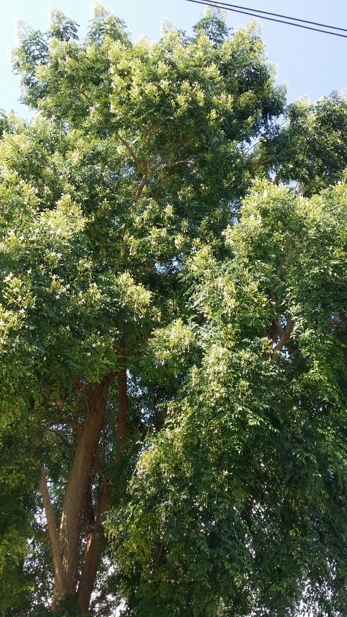 شجرة ملكة الليل