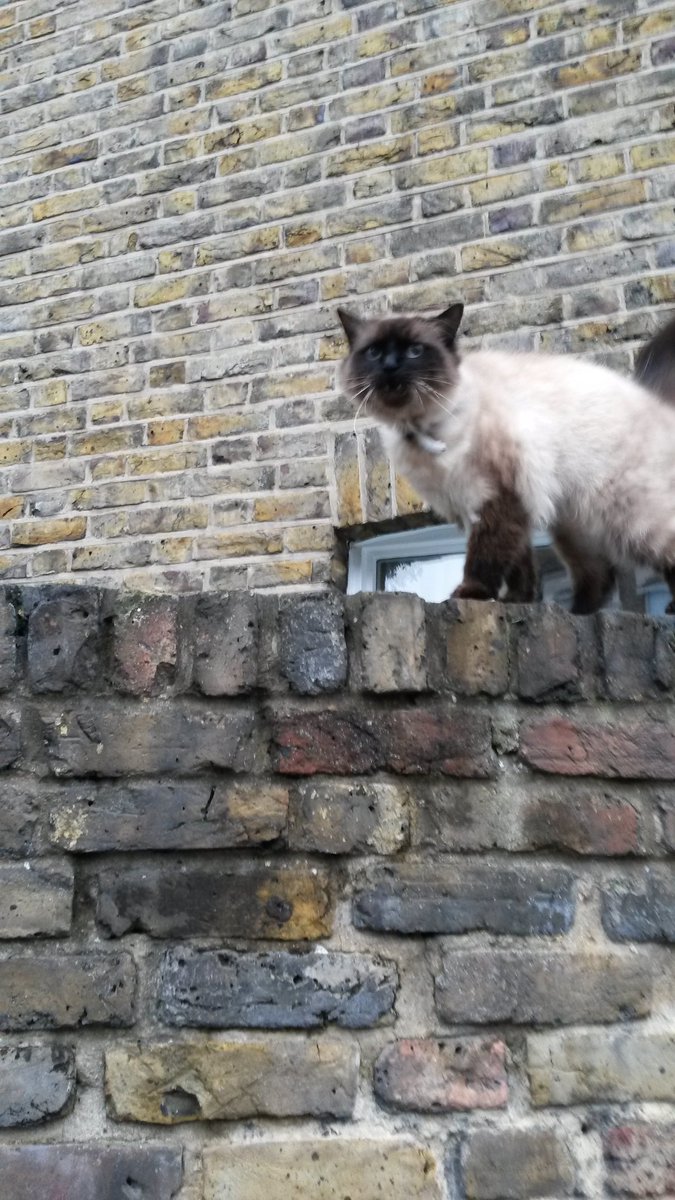 Tracy Ismail tweet media