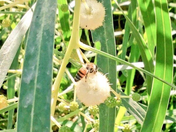 انظر النحله وهيه تسحب الرحيق من شجرة السمر الاسترالي ( سبحان الله,,)