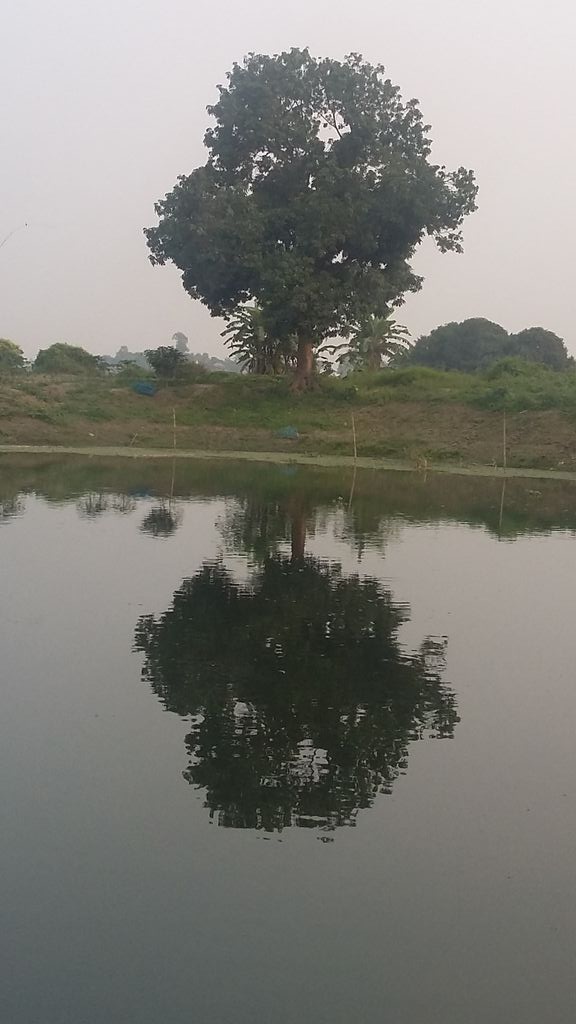 Nice tree