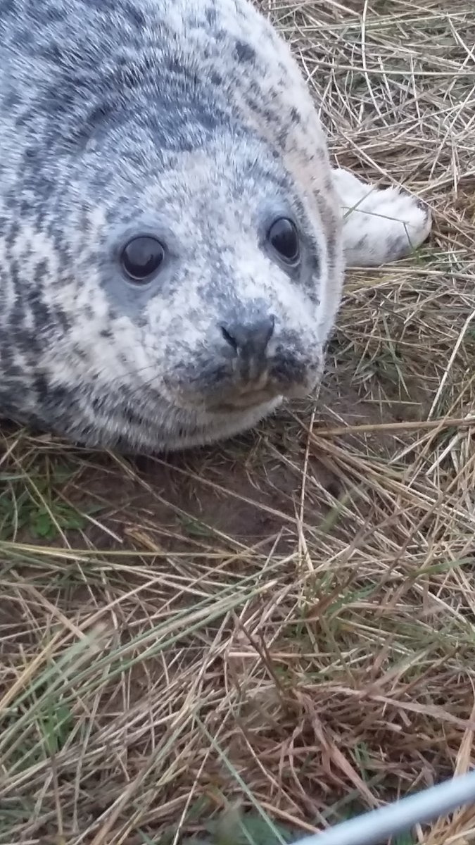 roseabell1's tweet photo. Love my annual visits to Donna Nook #socute #puppyeyes https://t.co/tquXhU03Ur