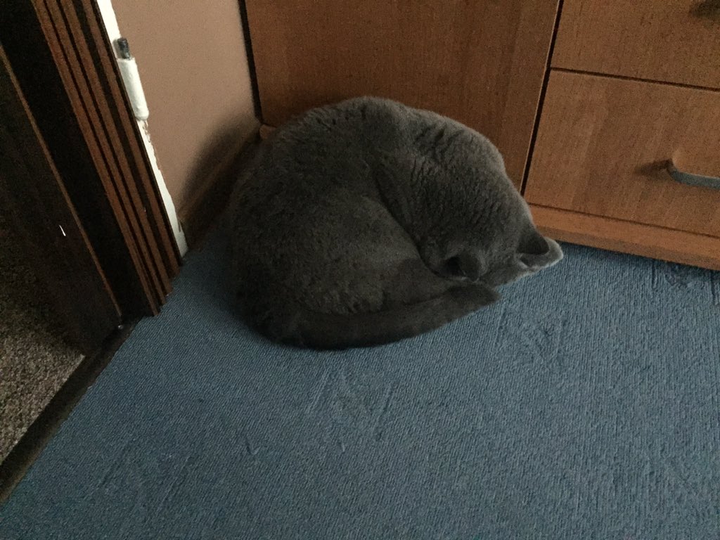 magda_siwik's tweet image. #PanKot