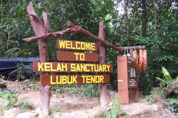xcaperesort's tweet photo. Feed Kelah, the king of fresh water fish at Kelah Sanctuary. This is a must-do activity in your Taman Negara visit. https://t.co/TVJIXkAGWU