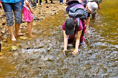 xcaperesort's tweet photo. Feed Kelah, the king of fresh water fish at Kelah Sanctuary. This is a must-do activity in your Taman Negara visit. https://t.co/TVJIXkAGWU