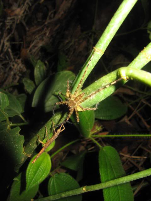 xcaperesort's tweet photo. The Night Jungle Walk is the best way to view the mysterious nocturnal creatures in Tmn Negara. https://t.co/uB6OvGweuv