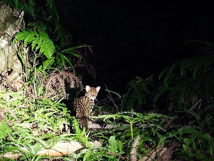 xcaperesort's tweet photo. The Night Jungle Walk is the best way to view the mysterious nocturnal creatures in Tmn Negara. https://t.co/uB6OvGweuv