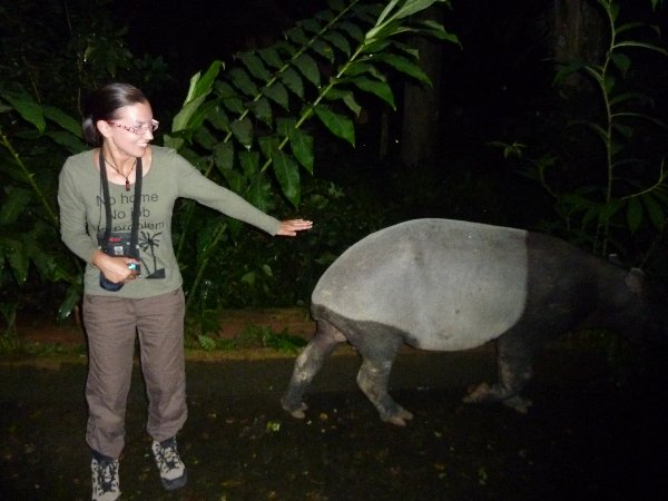 xcaperesort's tweet photo. The Night Jungle Walk is the best way to view the mysterious nocturnal creatures in Tmn Negara. https://t.co/uB6OvGweuv