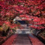 ”深紅のじゅうたん”のような京都の紅葉が美しすぎる!