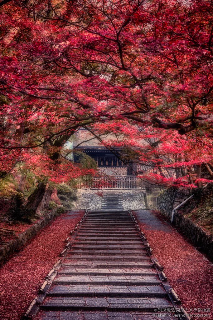 ”深紅のじゅうたん”のような京都の紅葉が美しすぎるｗｗｗ
