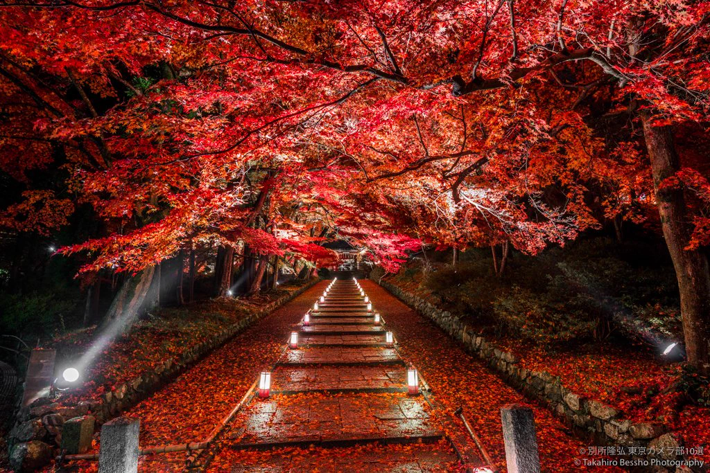 ”深紅のじゅうたん”のような京都の紅葉が美しすぎるｗｗｗ