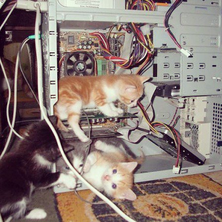 Emma_SilkFred's tweet image. New additions to @silkfred's tech team #kittencoder