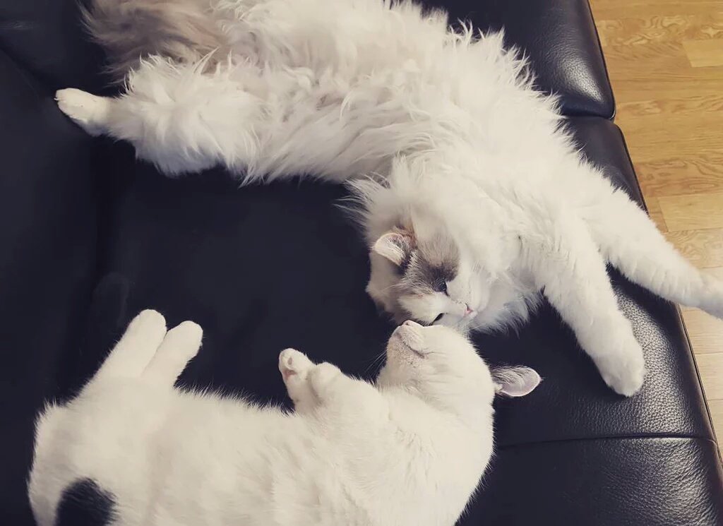 埋め込み画像への固定リンク