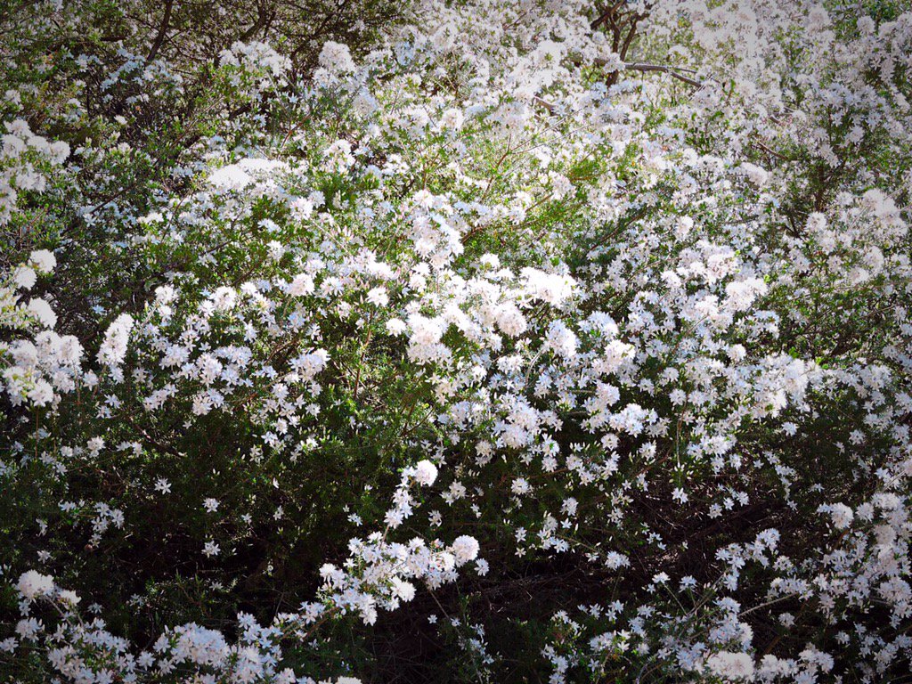 Final moments of spring! Hope you caught some of the beautiful native flower displays around #dunkeldvic
