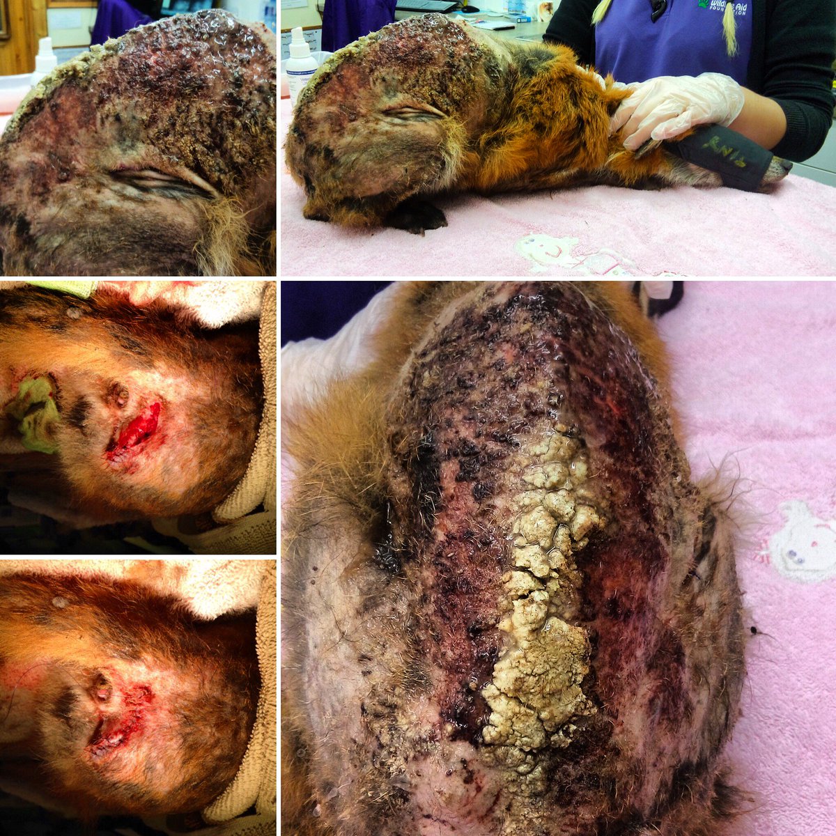 WAFvets's tweet photo. Mange fox update https://t.co/nydQ5m4OPs
#treatment #fox #wildlife #wildlifeaid #progress #Update #vetericyn https://t.co/clKQedICRM