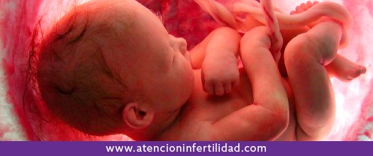 Así es la vida de un bebé en el útero materno #VIDEO #Embarazo #Salud on.fb.me/1RgW7Sy