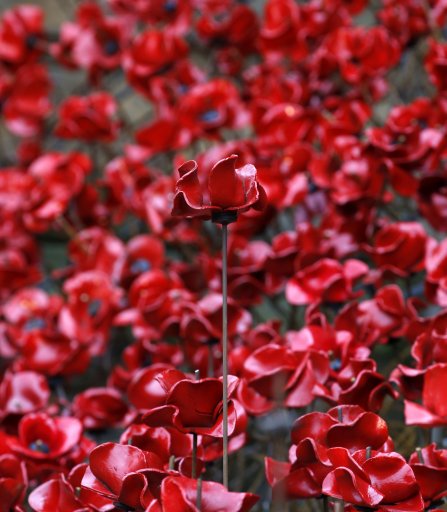 LBCNewsWales's tweet photo. The iconic Weeping Window Poppy sculpture will be at #Caernarfon Castle next year #HeartNews https://t.co/oxJs5SWpAX