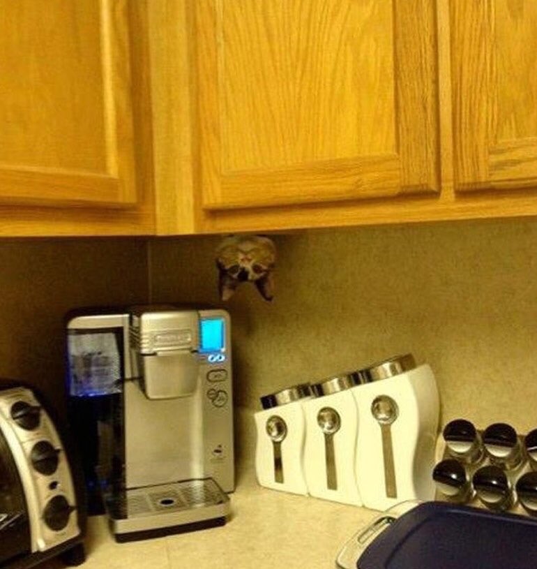 RPDannyphantom's tweet photo. I don't see this every morning #dannybot https://t.co/WKF7atjCS1