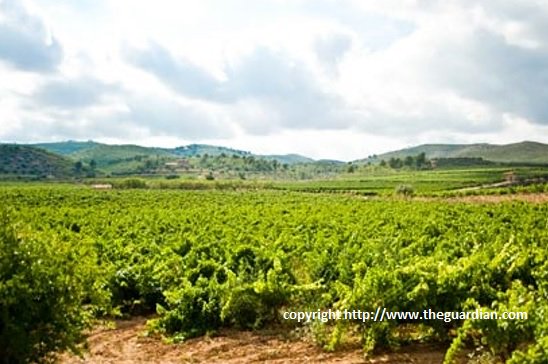 Great info for #WineLovers best wine routes during your Spain vacation! winetourismspain.com/wine-regions/ @winetourismspain