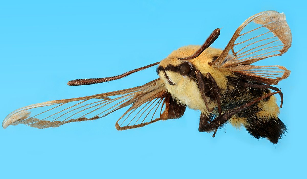 The bumble bee hawk moth! New public domain image by Chris Johnson.