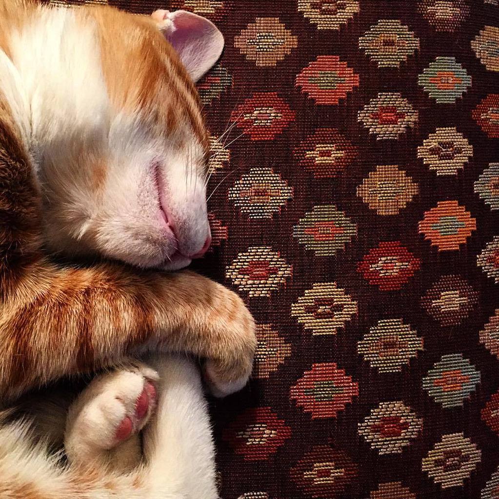 Chatchatcatcat's tweet photo. #pretzel #gingercatsofinstagram #gingerkittensofinstagram #catsofinstagram #kittensofinstagram #dailykitten #kitten… https://t.co/FoxFGnWMmC