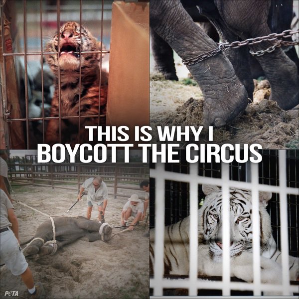 This #StAndrewsDay, please ask for a BAN on wild-animal circuses in Scotland. 
petauk.org/scottishcircus