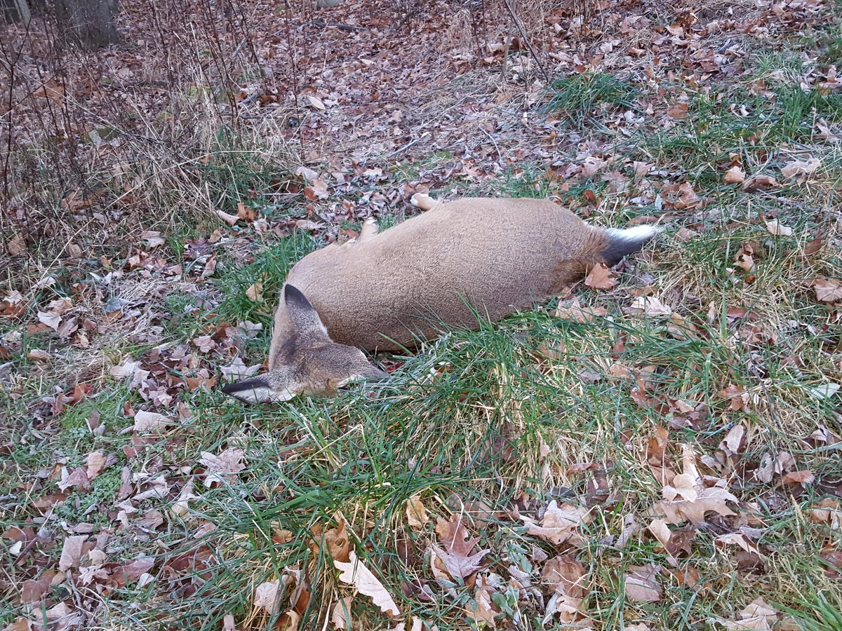 KenThorne3d's tweet photo. @RedArrowTV she didn't make it out of the field.   Tagged by 730 am. https://t.co/POyos7WvH2