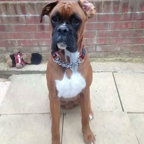 lovers_boxer's tweet photo. 😘😘💕💖💗💗💖💖#collarbuddies #boxer #boxers #boxerdog #boxerdogs #boxerpuppies #boxerclub #iloveboxer #boxerbaby #boxerso… https://t.co/4Qq9dvJhjm