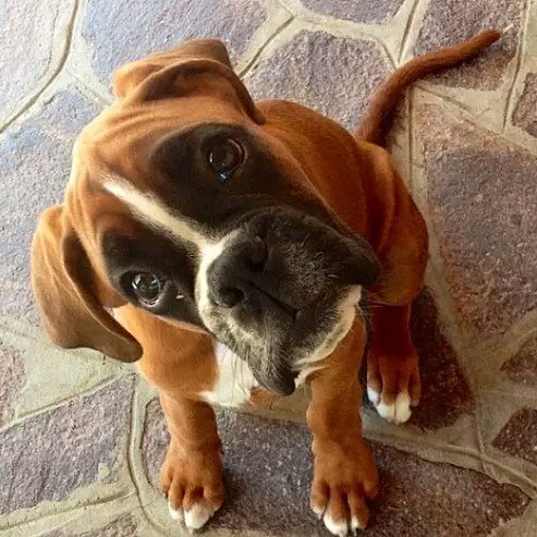 lovers_boxer's tweet photo. Nothing can match his adorable💖🐩💕💖💗💗😘
#collarbuddies #boxer #boxers #boxerdog #boxerdogs #boxerpuppies #boxerclub #… https://t.co/7DwHRFjbUR