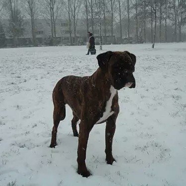 lovers_boxer's tweet photo. He loves the weather snow.. As I love him😘💖💖💗
#collarbuddies #boxer #boxers #boxerdog #boxerdogs #boxerpuppies #box… https://t.co/Z2sKzIFPtg