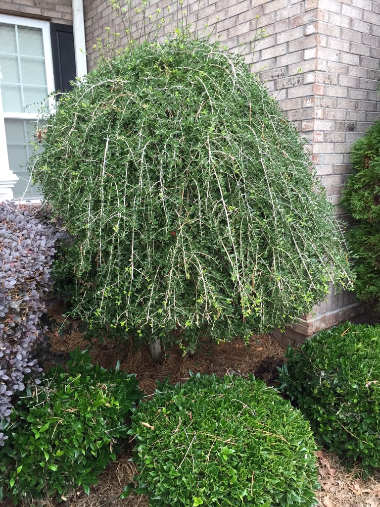 dubyaEnglish's tweet photo. RT if you identify on a deep level with this 2011 Lady Gaga haircut shrub. https://t.co/vjWeQtD8lA