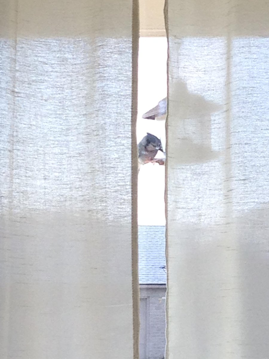 kahastie's tweet photo. This guy comes to visit me everyday! https://t.co/C4w7BAlDgx