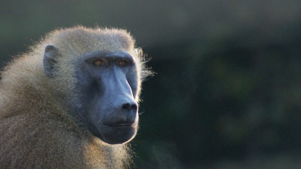 CBCNS's tweet photo. Game of Thrones: Toronto Zoo baboons engage in violent power struggle after queen dies https://t.co/AH3t14ymzr https://t.co/sbcV4cXD8S