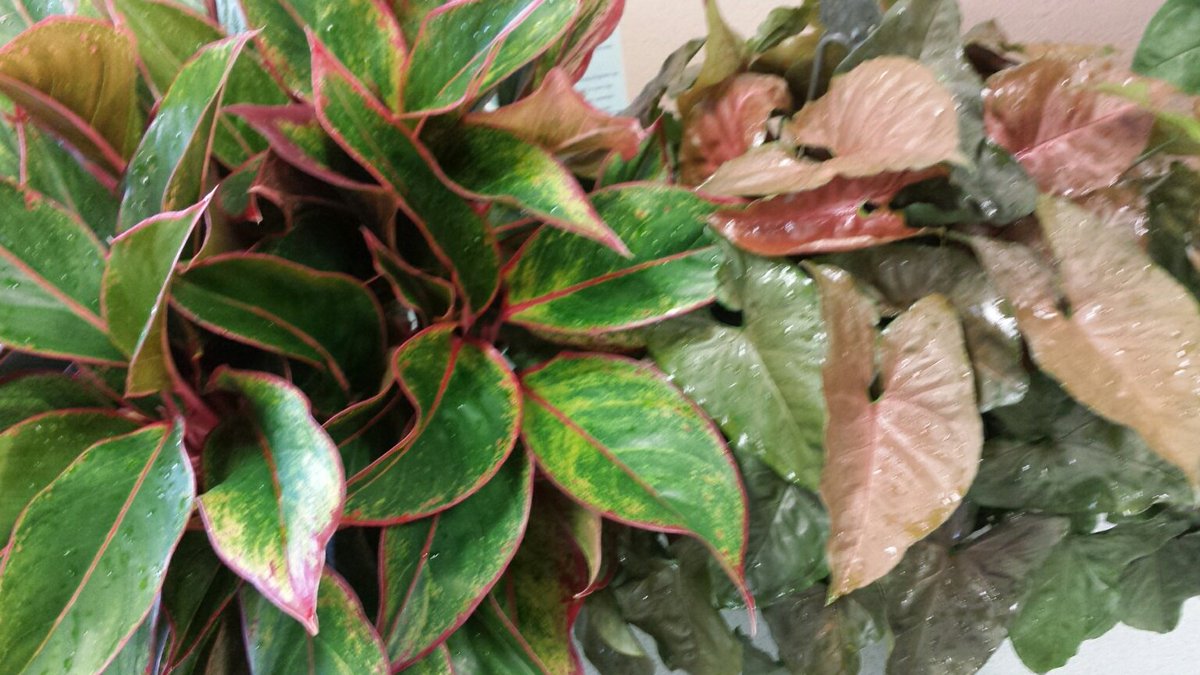 FarmLifeNursery's tweet photo. Looking 4 holiday plants? 8" Aglo Aurora Siam &amp; Syn Merry Maria. Long lasting &amp; low maintenance, red &amp; grn leaves. https://t.co/F6nb35txFj